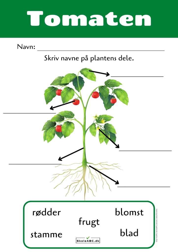 Tomaten – Beskriv plantedele