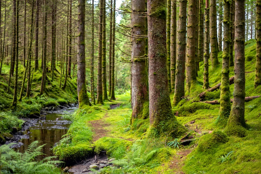 Hvad er en naturskov?