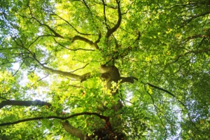 Livet på et bøgetræ