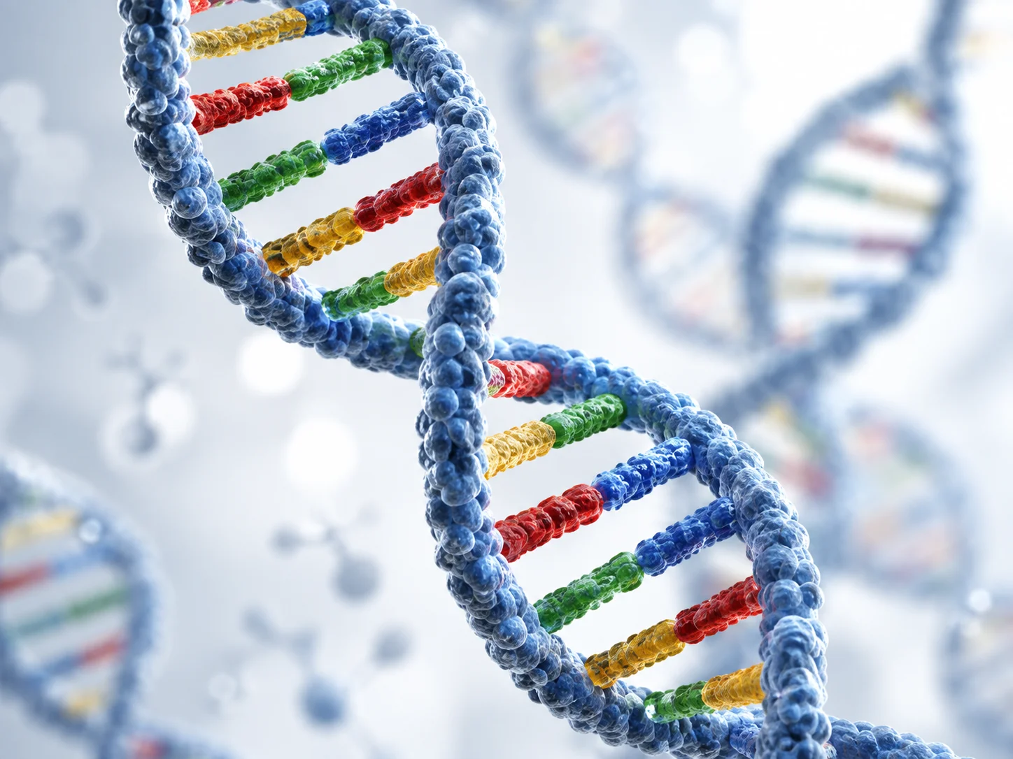 Model af DNA med den karakteristiske dobbelthelix og basepar