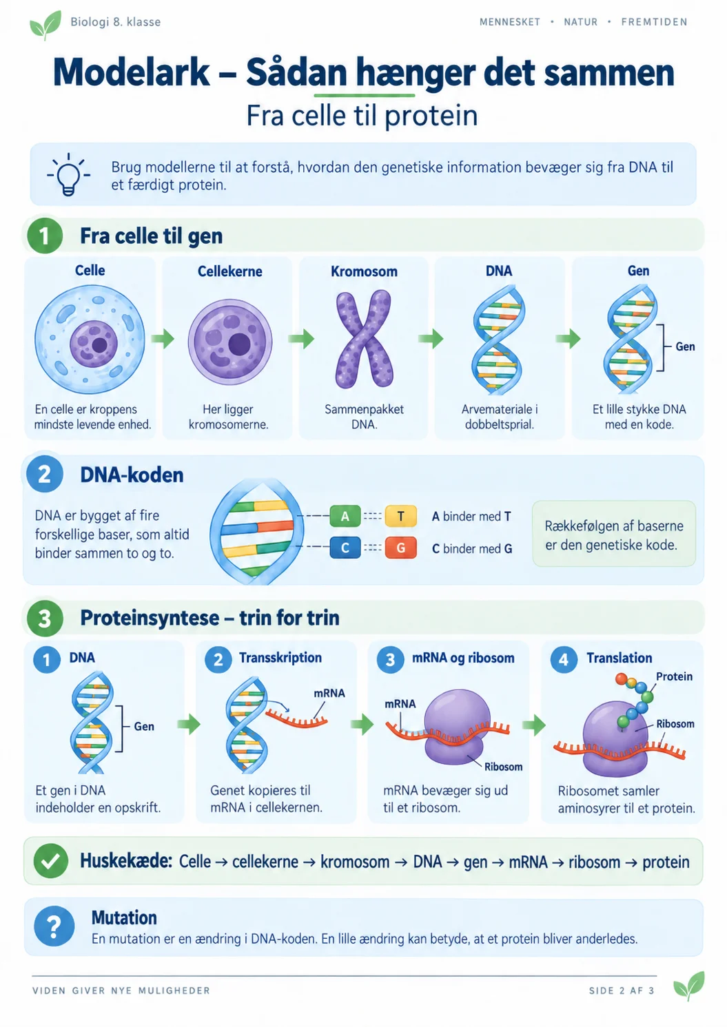 Forklaringsmodel der viser sammenhængen mellem celle, cellekerne, kromosom, DNA, gen, mRNA, ribosom og protein